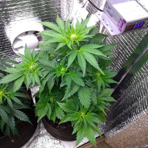 AK-47 Auto growlog timeline photo