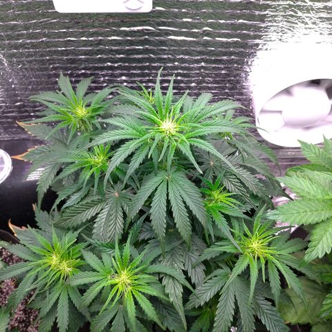 Auto Mazar growlog timeline photo