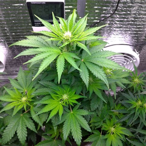 AK-47 Auto growlog timeline photo