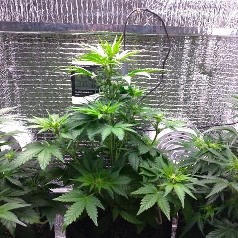 AK-47 Auto growlog timeline photo