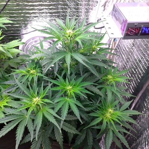 Auto Mazar growlog timeline photo