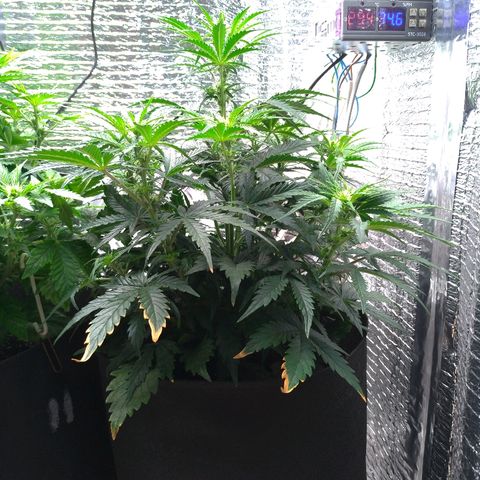 Auto Mazar growlog timeline photo