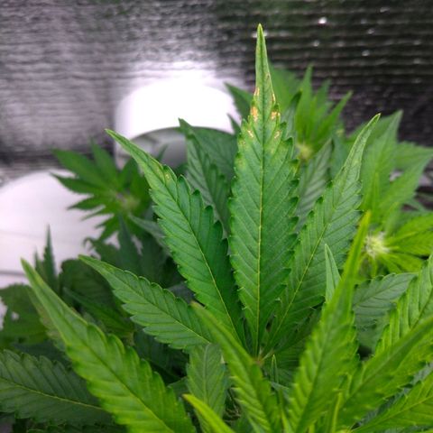 AK-47 Auto growlog timeline photo