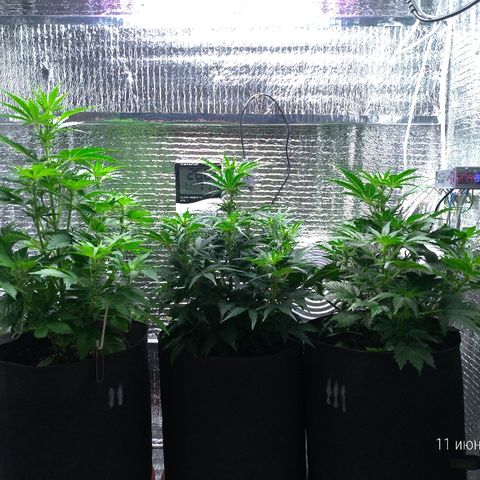 AK-47 Auto growlog timeline photo