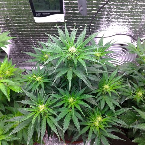 Auto Mazar growlog timeline photo