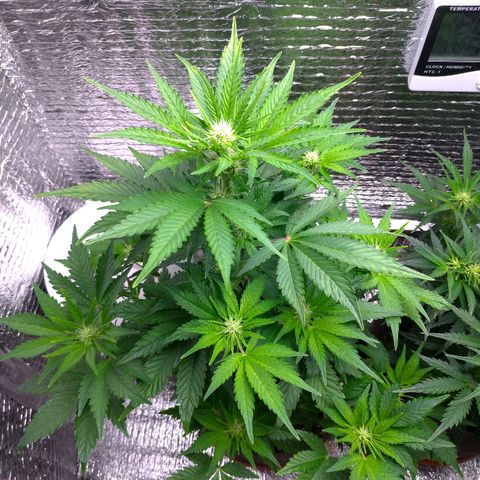 AK-47 Auto growlog timeline photo