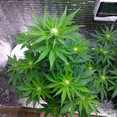 AK-47 Auto growlog timeline photo