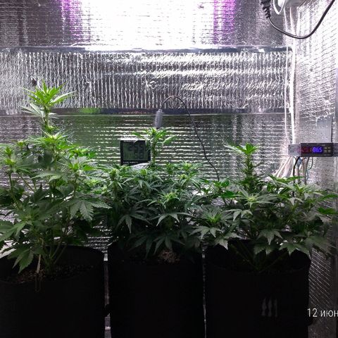 AK-47 Auto growlog timeline photo
