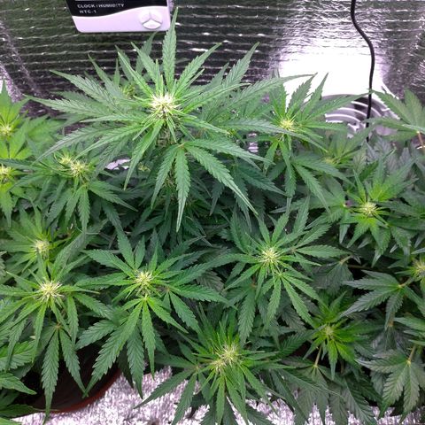 Auto Mazar growlog timeline photo