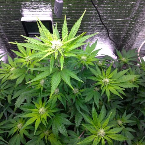 AK-47 Auto growlog timeline photo