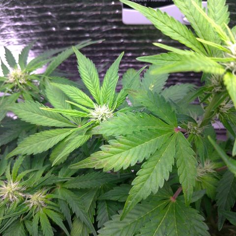 AK-47 Auto growlog timeline photo