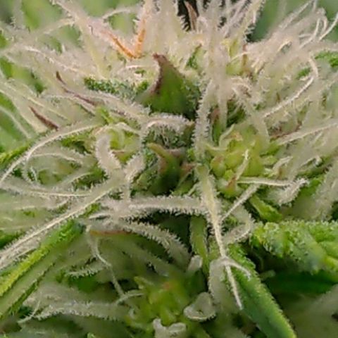 AK-47 Auto growlog timeline photo