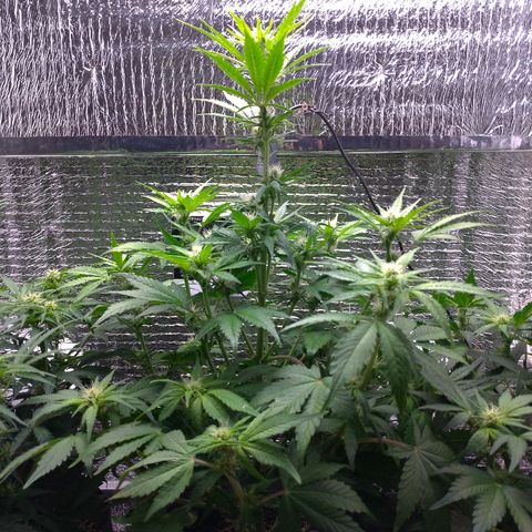 AK-47 Auto growlog timeline photo