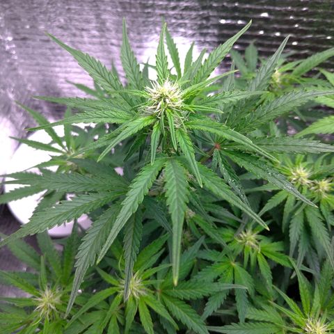 Auto Mazar growlog timeline photo