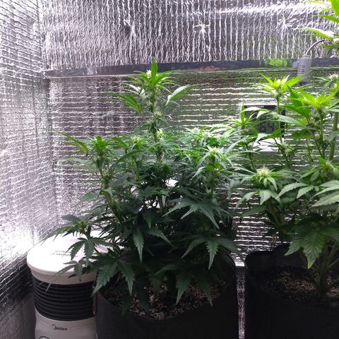 Auto Mazar growlog timeline photo