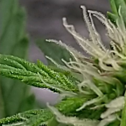 Auto Mazar growlog timeline photo