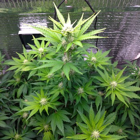 AK-47 Auto growlog timeline photo