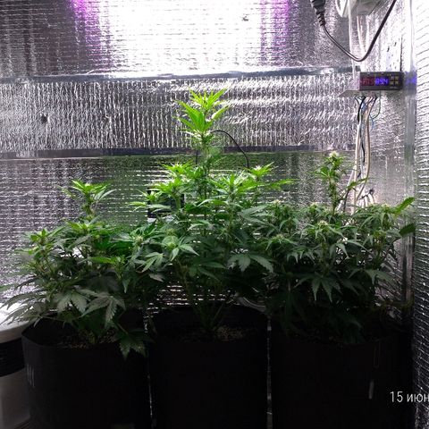 AK-47 Auto growlog timeline photo