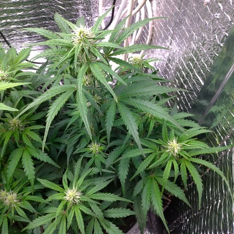 Auto Mazar growlog timeline photo