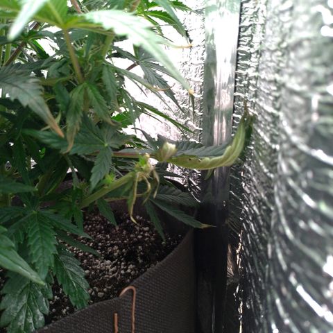 Auto Mazar growlog timeline photo