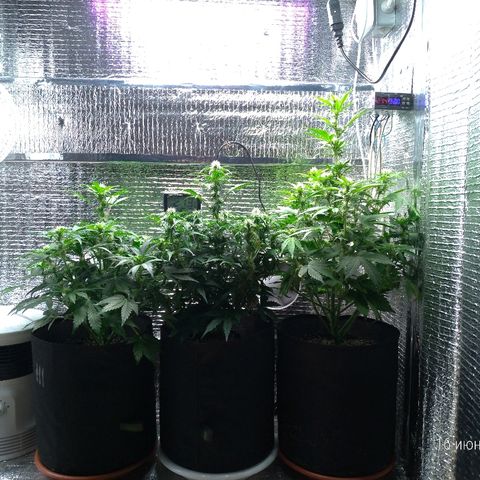 AK-47 Auto growlog timeline photo