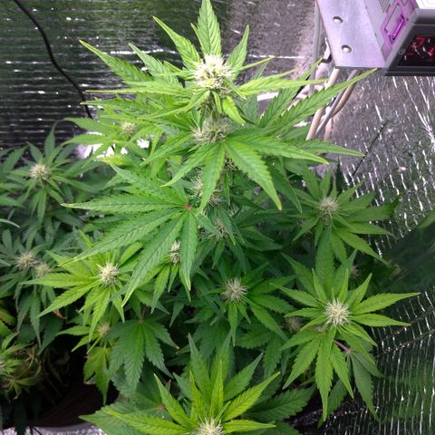 AK-47 Auto growlog timeline photo