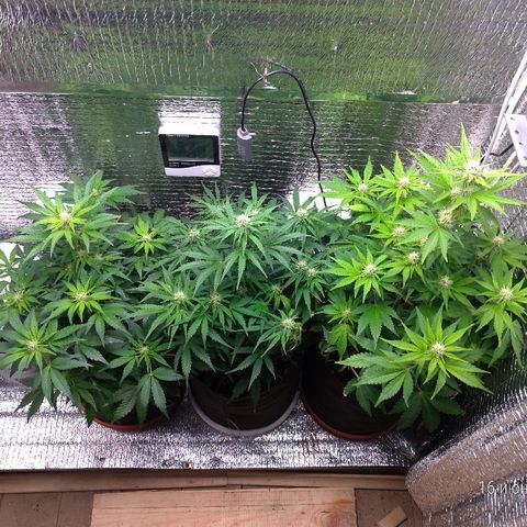 AK-47 Auto growlog timeline photo