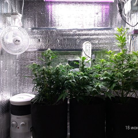 AK-47 Auto growlog timeline photo