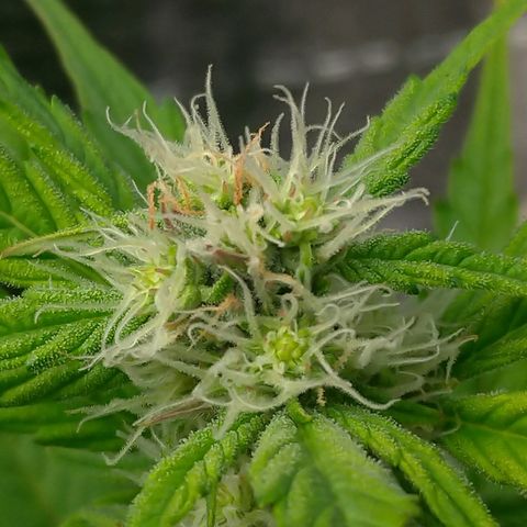 AK-47 Auto growlog timeline photo