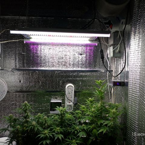 AK-47 Auto growlog timeline photo