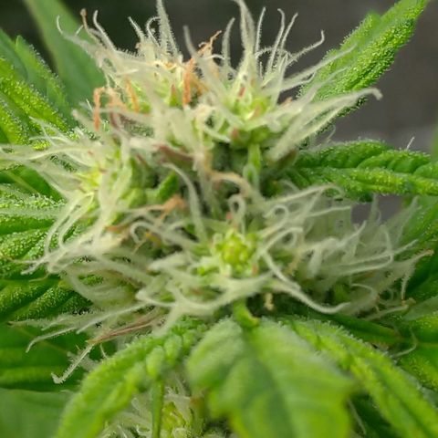 AK-47 Auto growlog timeline photo