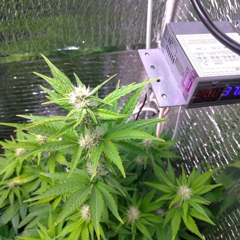 AK-47 Auto growlog timeline photo