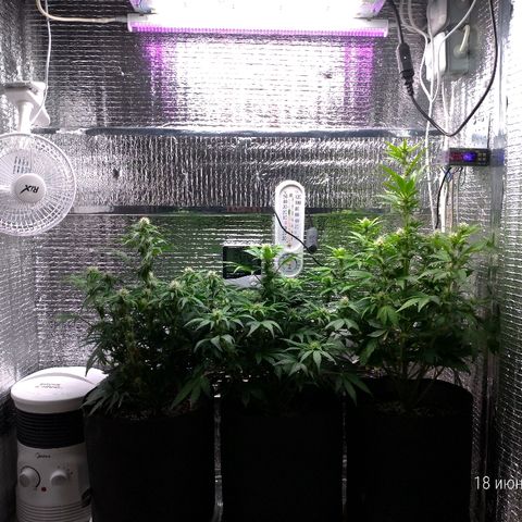 AK-47 Auto growlog timeline photo
