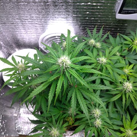 Auto Mazar growlog timeline photo