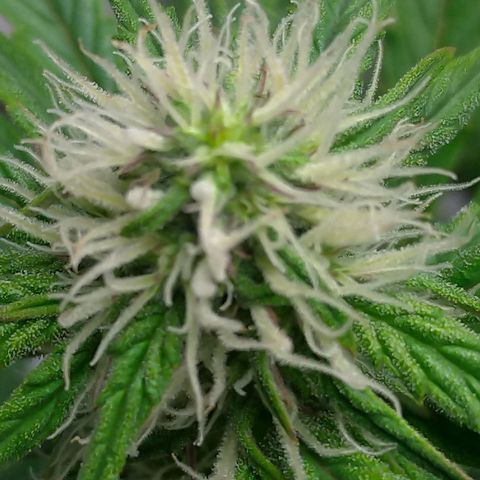 Auto Mazar growlog timeline photo