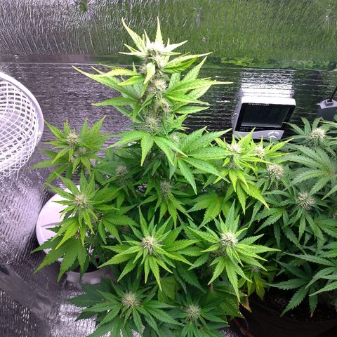 AK-47 Auto growlog timeline photo