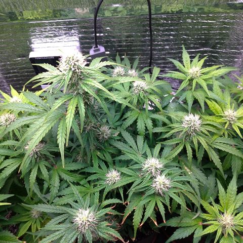 Auto Mazar growlog timeline photo