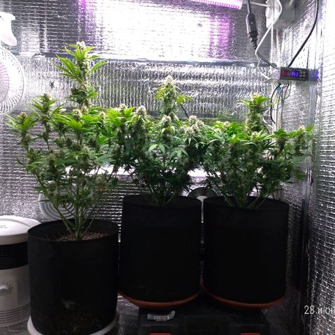 AK-47 Auto growlog timeline photo