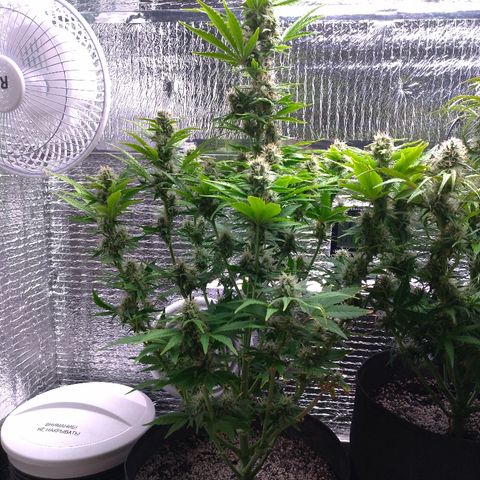 AK-47 Auto growlog timeline photo