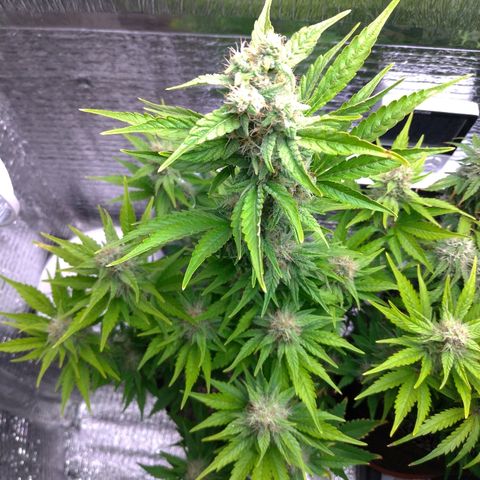 AK-47 Auto growlog timeline photo