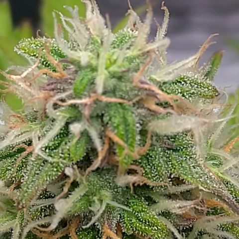 AK-47 Auto growlog timeline photo
