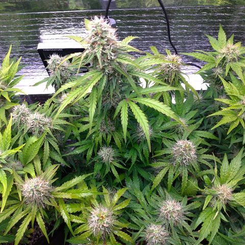 Auto Mazar growlog timeline photo