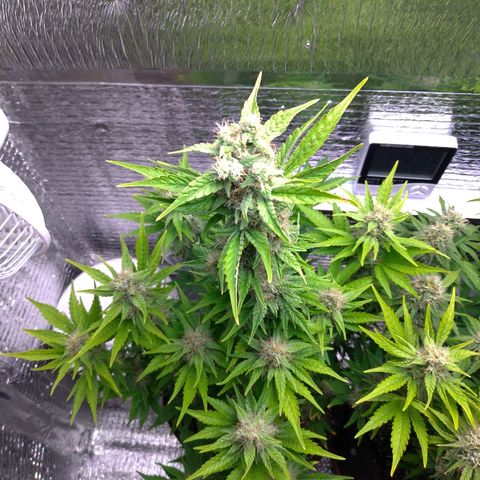 AK-47 Auto growlog timeline photo