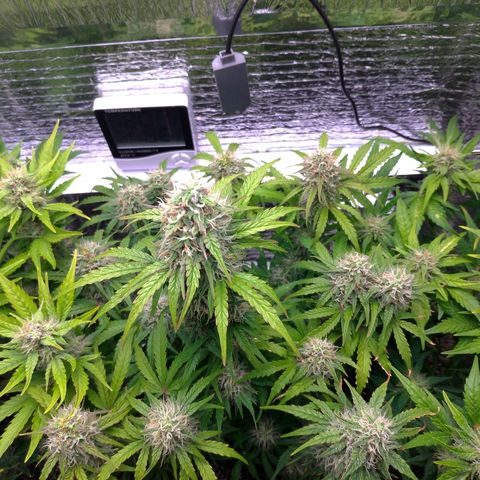 Auto Mazar growlog timeline photo