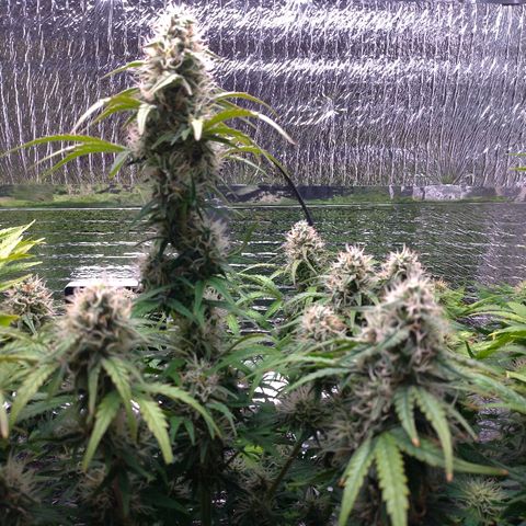 Auto Mazar growlog timeline photo