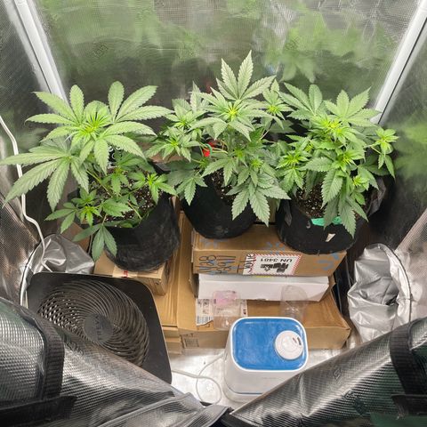 Forgotten Cookies,Purple Kush, & Mephisto Freebie(CDLCxSKYWALKERxMANGOSMILE) growlog timeline photo