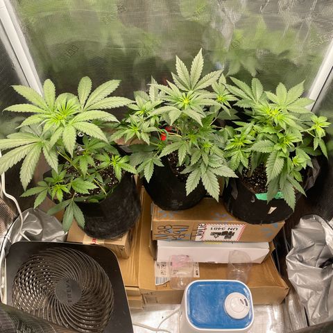 Forgotten Cookies,Purple Kush, & Mephisto Freebie(CDLCxSKYWALKERxMANGOSMILE) growlog timeline photo