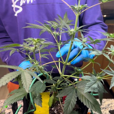 Forgotten Cookies,Purple Kush, & Mephisto Freebie(CDLCxSKYWALKERxMANGOSMILE) growlog timeline photo
