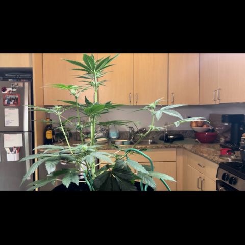 Forgotten Cookies,Purple Kush, & Mephisto Freebie(CDLCxSKYWALKERxMANGOSMILE) growlog timeline photo
