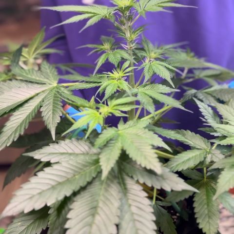 Forgotten Cookies,Purple Kush, & Mephisto Freebie(CDLCxSKYWALKERxMANGOSMILE) growlog timeline photo